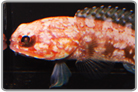 Red Devil Jawfish